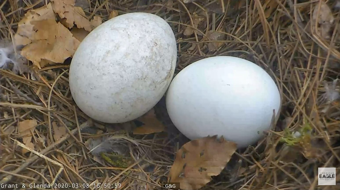 Dollywood Bald Eagle Nest Cams | 24/7 Bald Eagle Nest Cams at Dollywood!